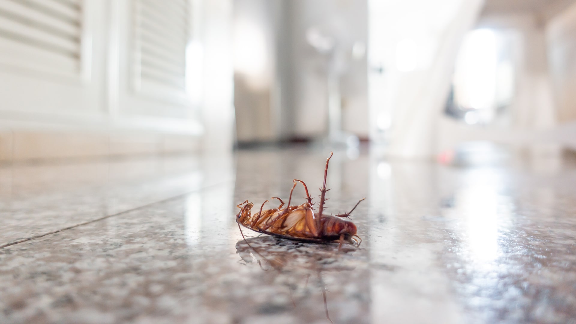 Image of a dead roach